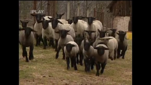 Chov méně známých plemen ovcí