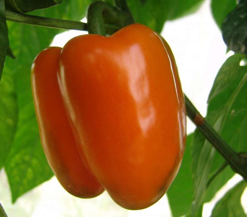 Paprika Kubista
