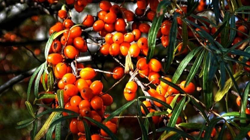 Jak přežít kocovinu: rakytník řešetlákový (Hippophae rhamnoides)