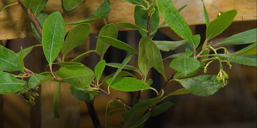 Arbutus unedo - jahodový stromek