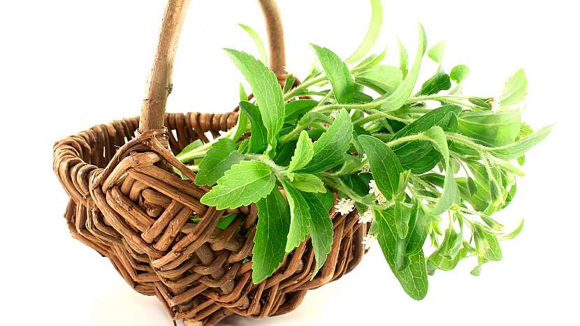 Stévie sladká (Stevia rebaudiana) pomáhá potlačit chutě na nikotin a alkohol