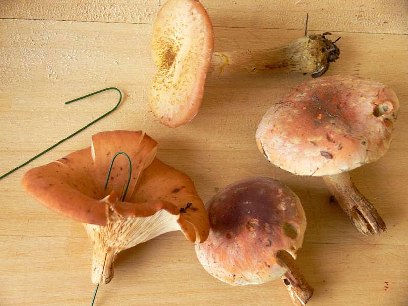 Podzimní srdíčko – výroba přírodní dekorace