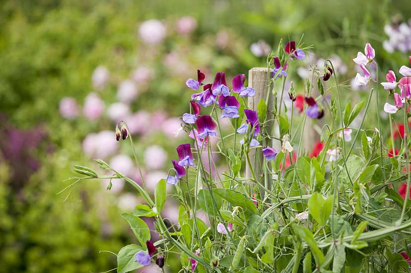 Hrachor vonný (Lathyrus odoratus)