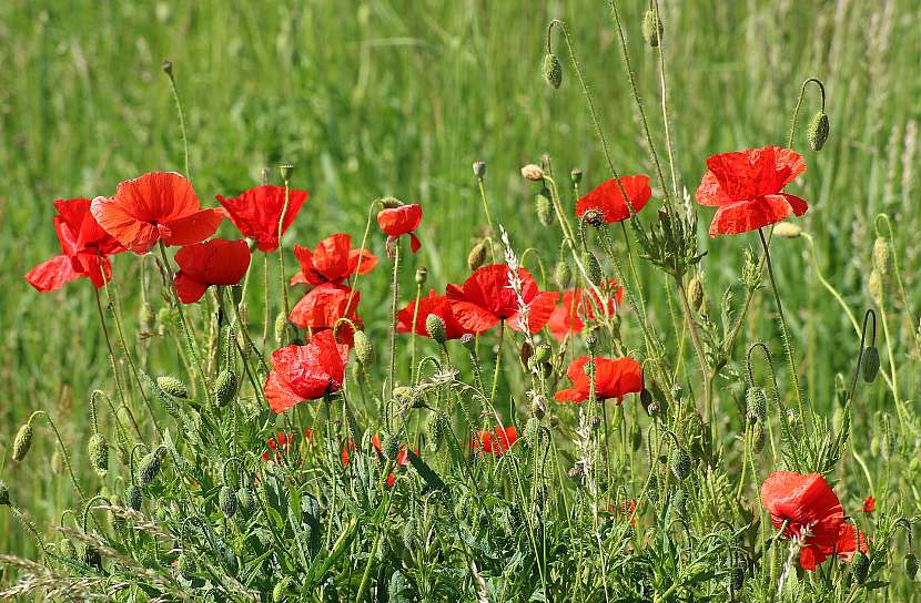 Mák vlčí (Papaver rhoeas)