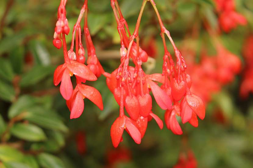 Begonia fuchsioides