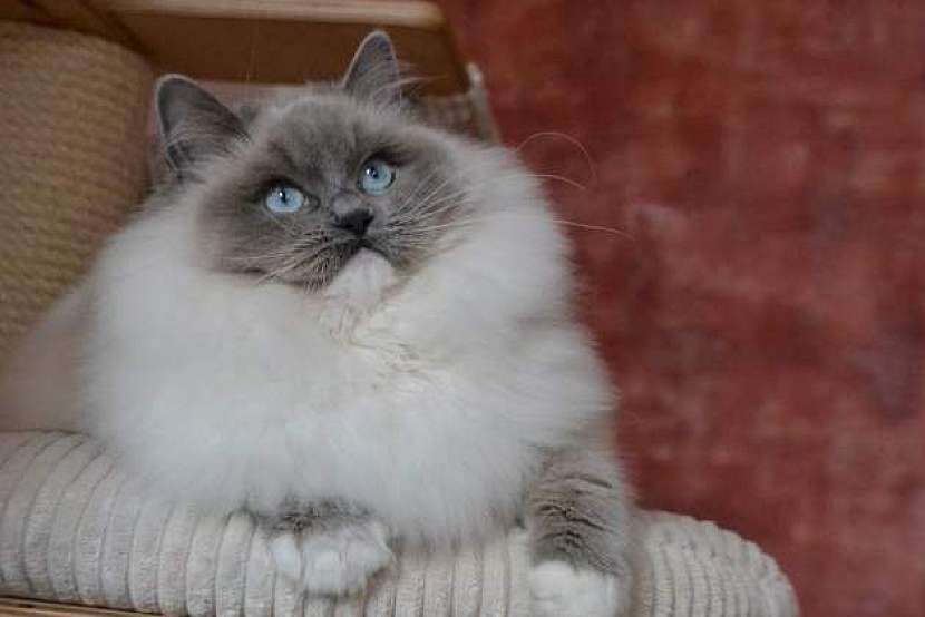 Kočka plemene Ragdoll, jeden z nejpřítulnějších a nejspolečenštějších domácích mazlíků 4