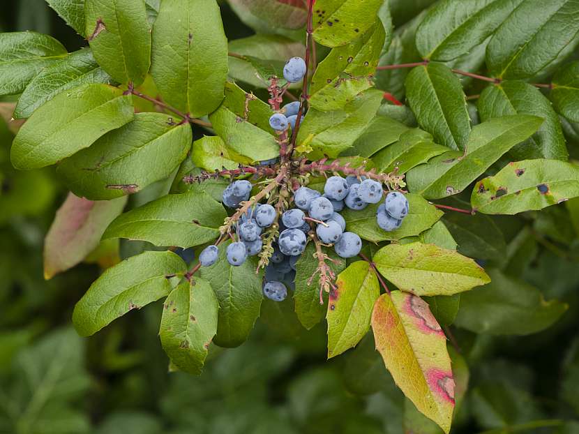Mahónie cesmínolistá (Mahonia aquifolium)