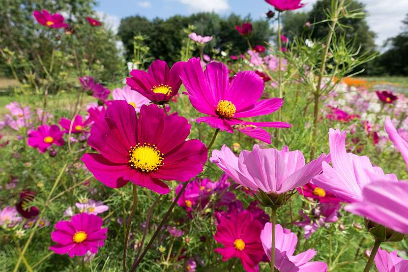 Krásenka zpeřená (Cosmos bipinnatus)