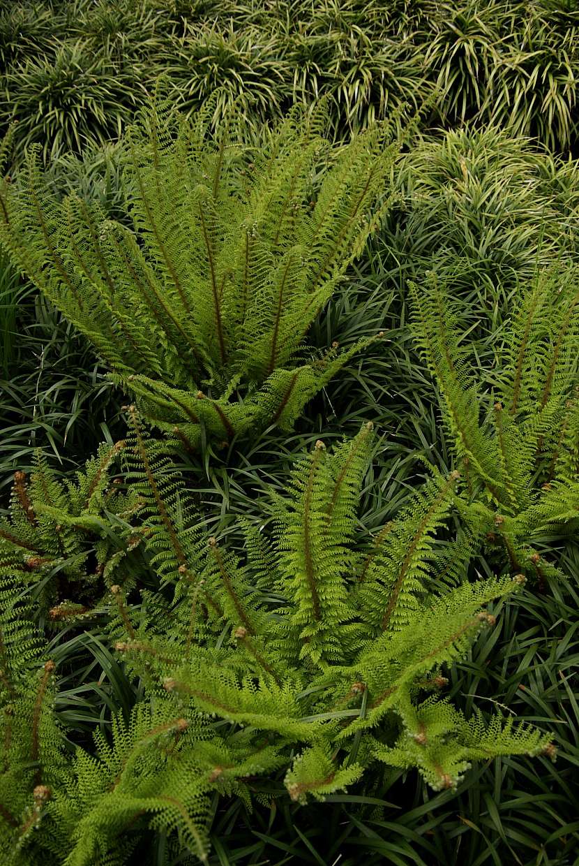 5 kaprad osténkatá (polystichum setiferu) se spokojí i se sušší lokalitou