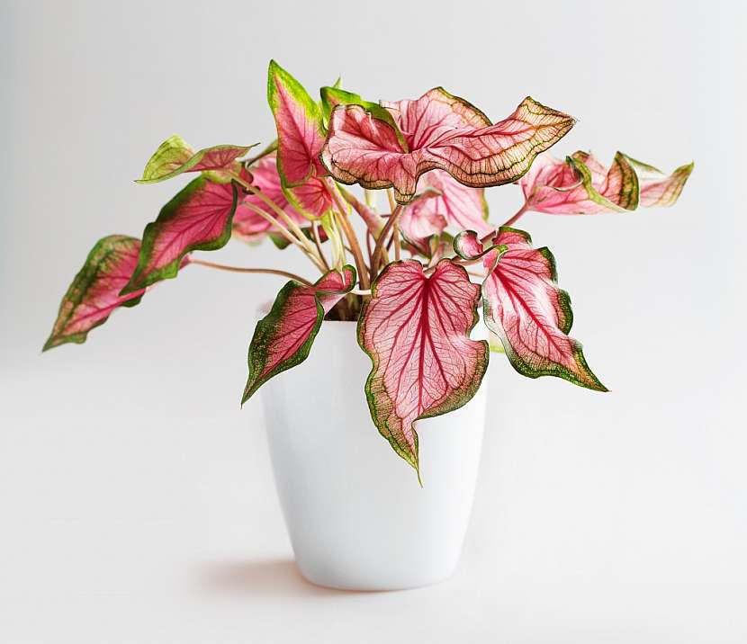 Caladium