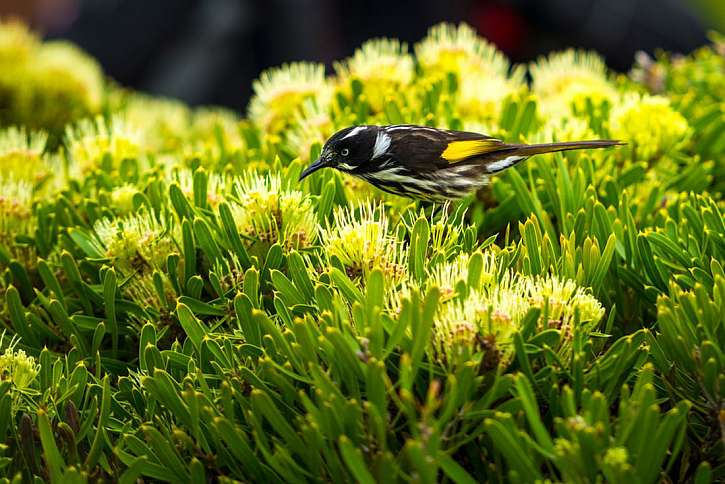 Cranbourne – Royal Botanic Garden aneb Když rozkvete australská pustina