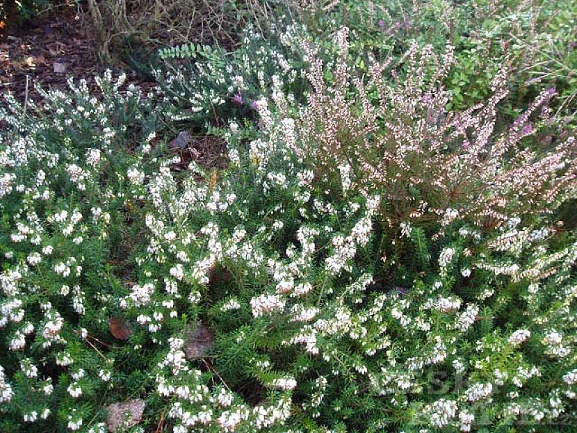 Vřesovce a vřesy (Erica a Calluna)