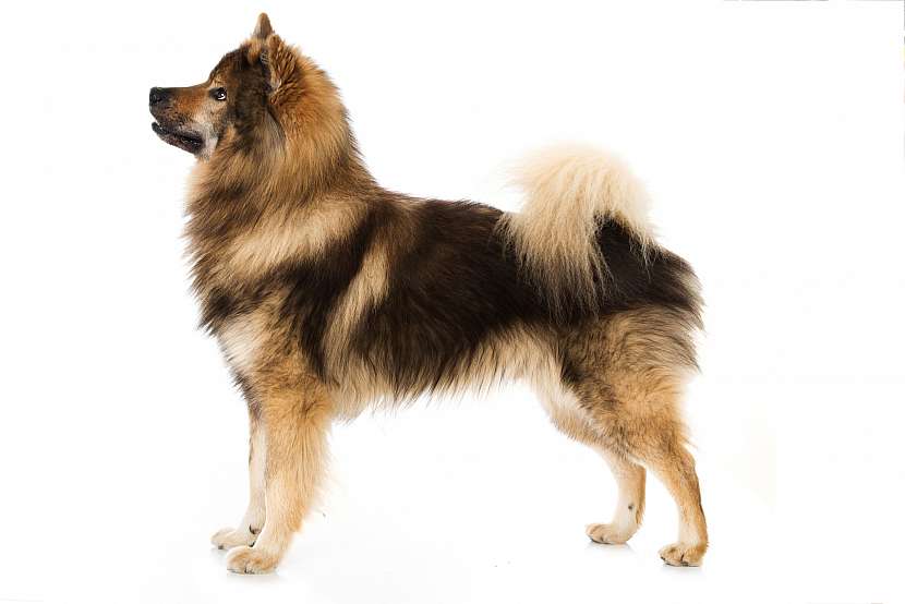 Eurasier zboku
