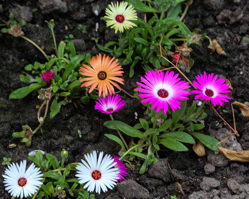 Delosperma