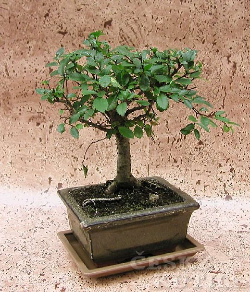 Pseudobonsaje