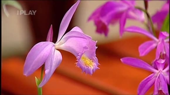 Kleonky (orchideje)