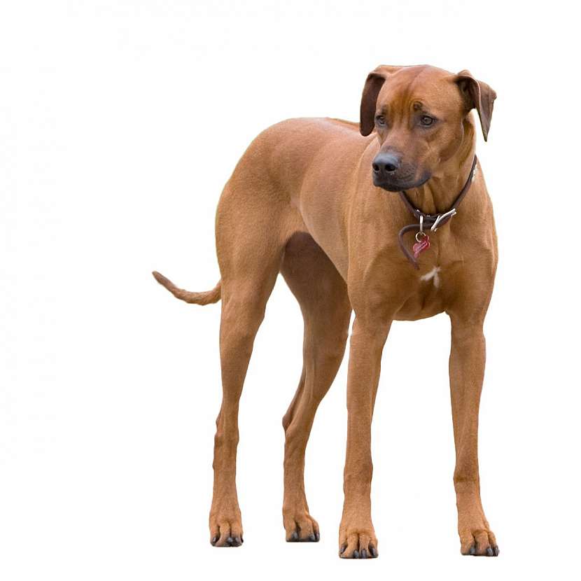 Rhodéský ridgeback v celé své kráse...