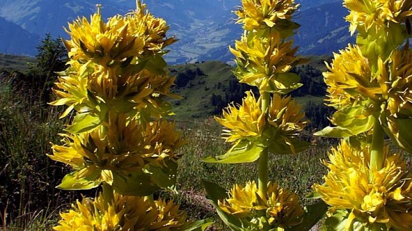 Hořec žlutý (Gentiana lutea)
