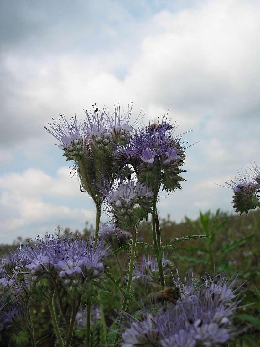 Svazenka