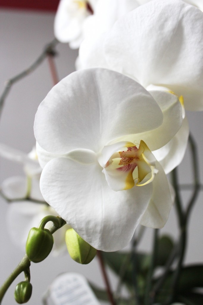 Jak pěstovat orchideje