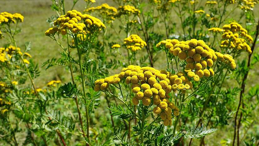 Přírodní zahrada: vratič obecný (Tanacetum vulgare) zatočí i s mandelinkou