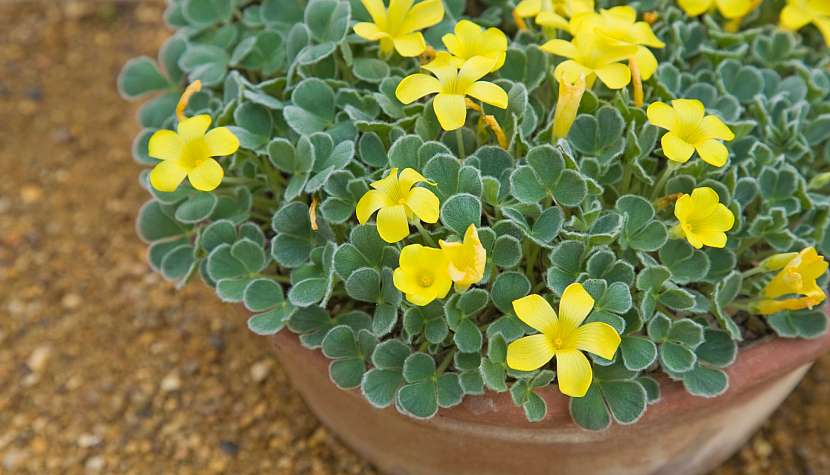 Oxalis
