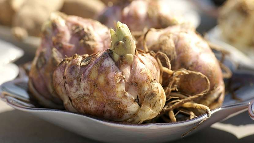 Recept na lásku: královská maska z cibule lilie extra pro dámy