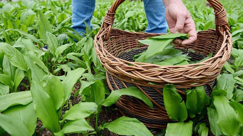 Česnek medvědí (Allium ursinum): čas sběru je duben až květen