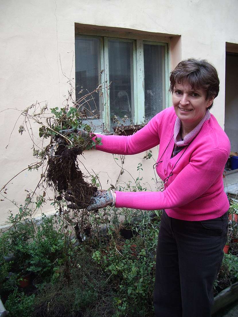 kopriva vytvari mohutne rozvetvene koreny
