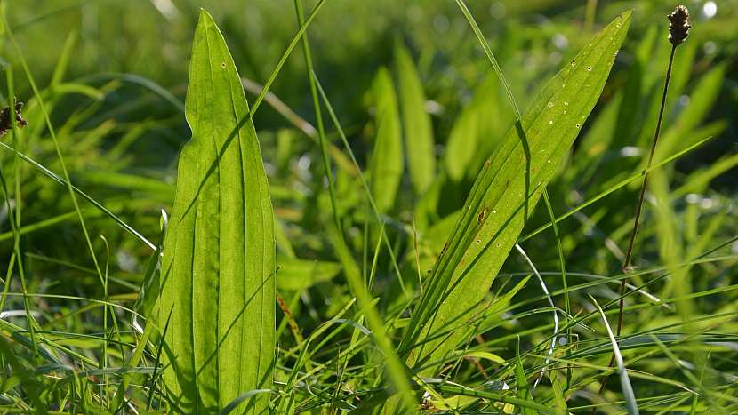 Jitrocel kopinatý (Plantago lanceolata)