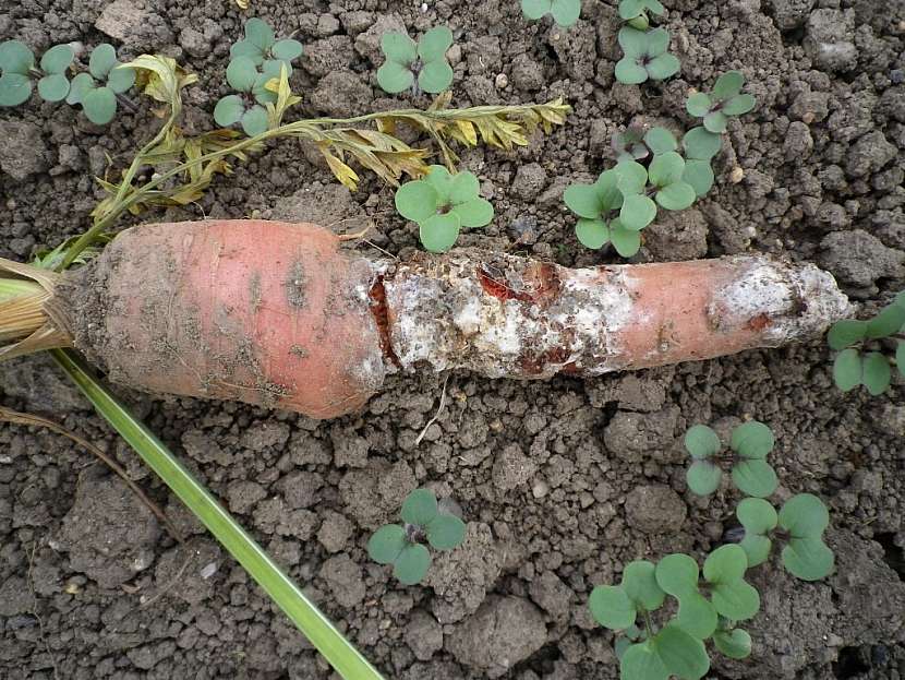 Skládkové hniloby ovoce i zeleniny bývají způsobeny nejčastěji houbami