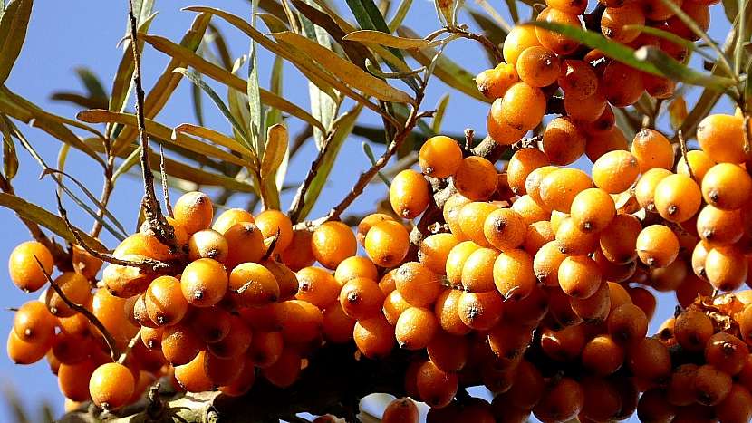 Jak proti chřipce: rakytník řešetlákový (Hippophae rhamnoides)