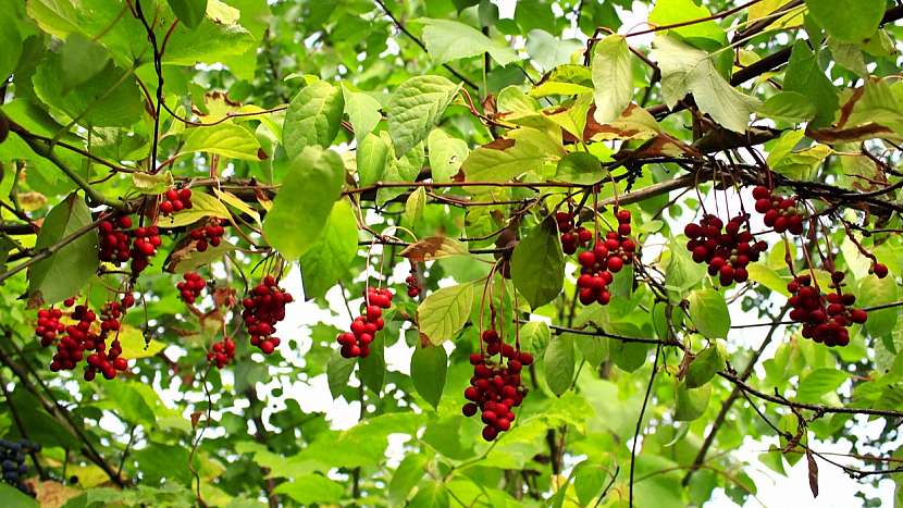 Jak pěstovat bylinu mládí, svěžesti a dlouhověkosti 2