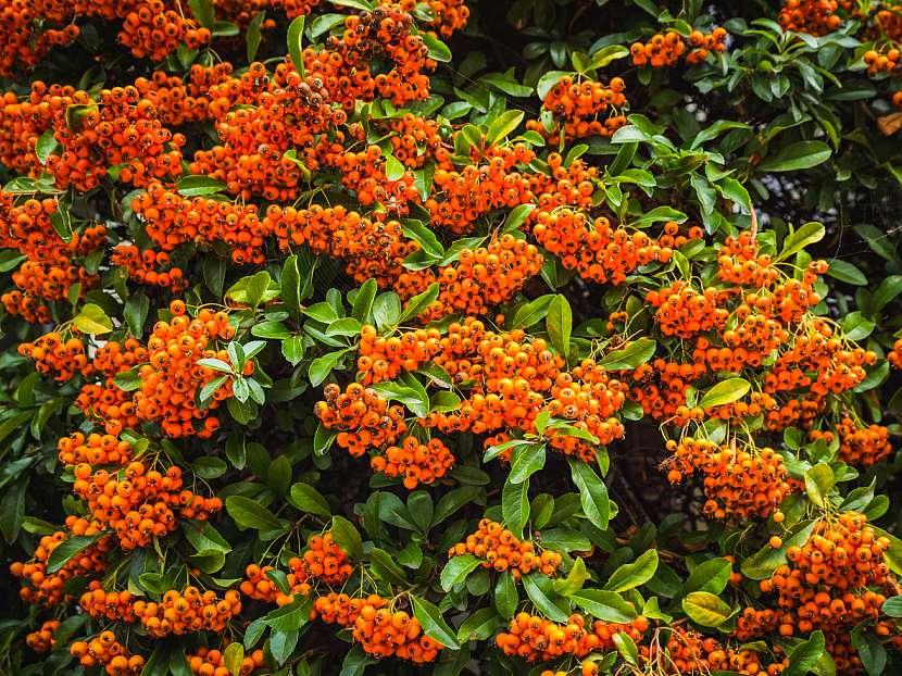 Hlohyně (Pyracantha)