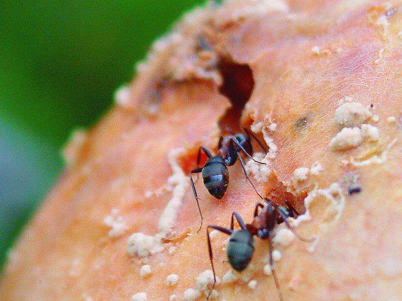 Víte jak si poradit s nepříjemnými mravenci?