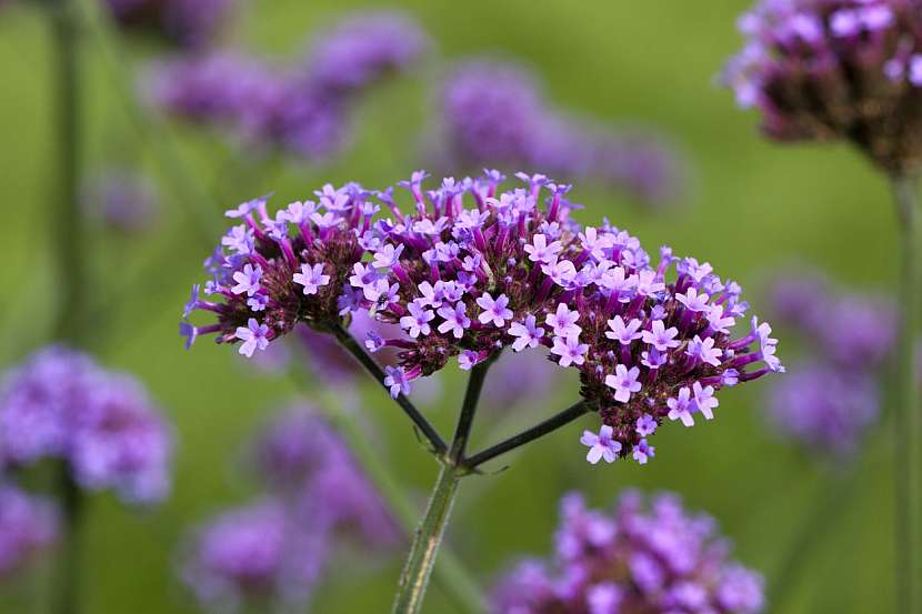Sporýš argentinský (Verbena bonariensis)