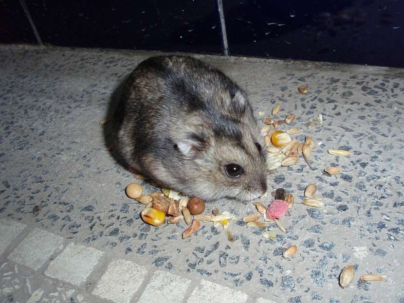 Drobní hlodavci způsobují velké škody