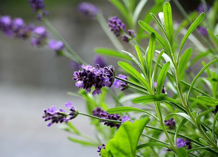 Levandule lékařská (Lavandula angustifolia)