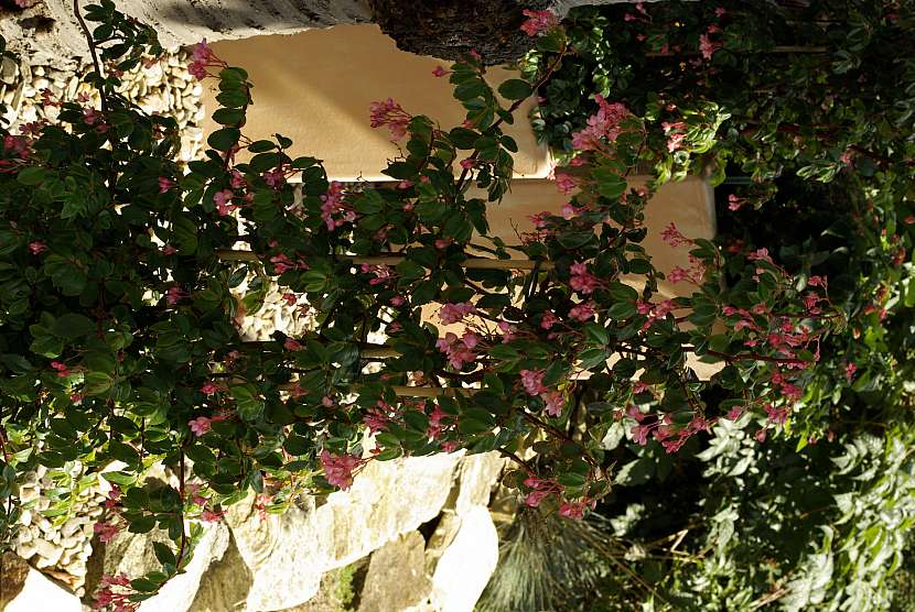 2 begonia fuchsioides je pozoruhodnou kvetinou pro stinna stanoviste