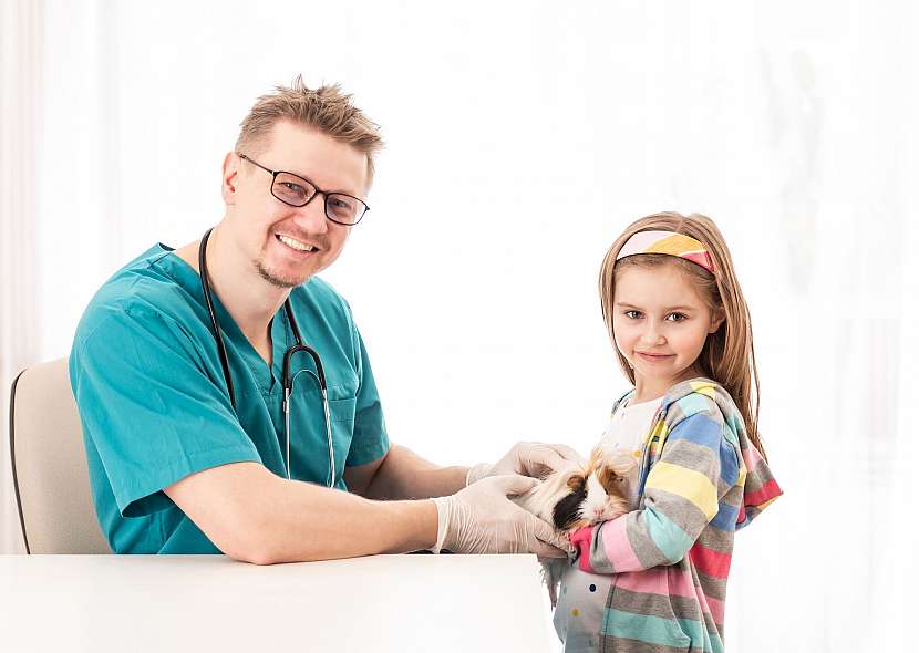 Morče na veterině