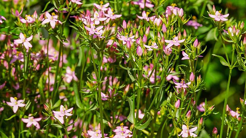 Zeměžluč okolíkatá (Centaurium erythraea)