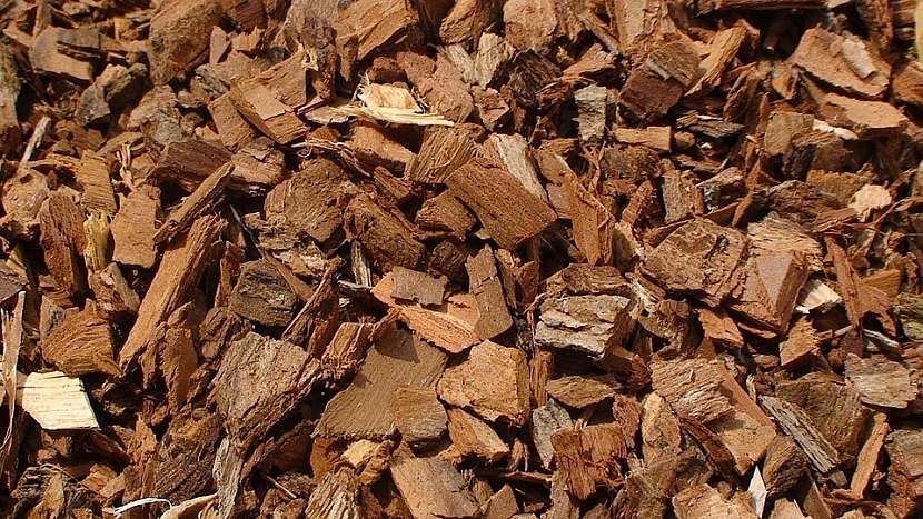 Jak přežít kocovinu: vrba bílá (Salix alba)