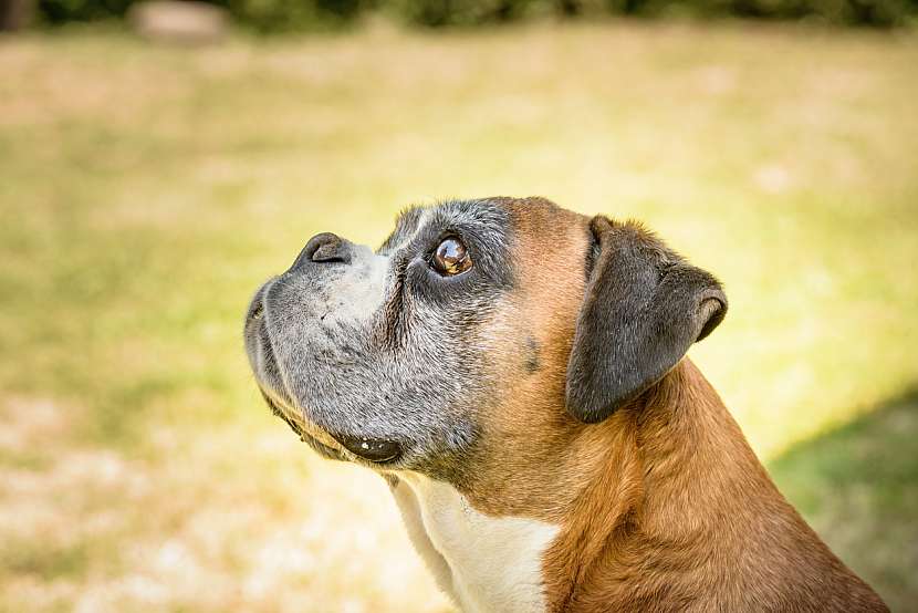Německý boxer