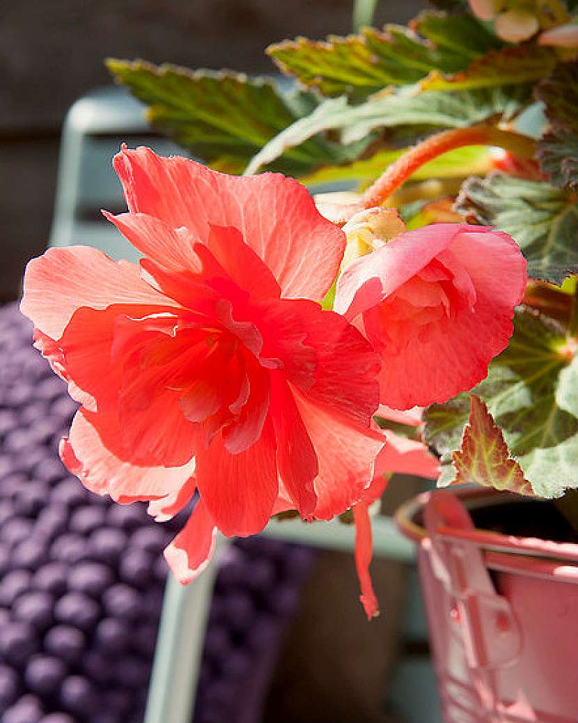 Begonia, kultivar Cascade odorosa Sweet Pink