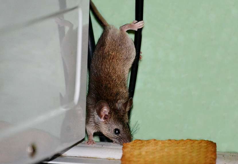 Myš