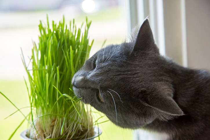 Kočičí tráva kočkám pomáhá trávit a je skvělým zdrojem vlákniny i vitaminů