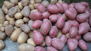 Jak si poradit se sadbou brambor