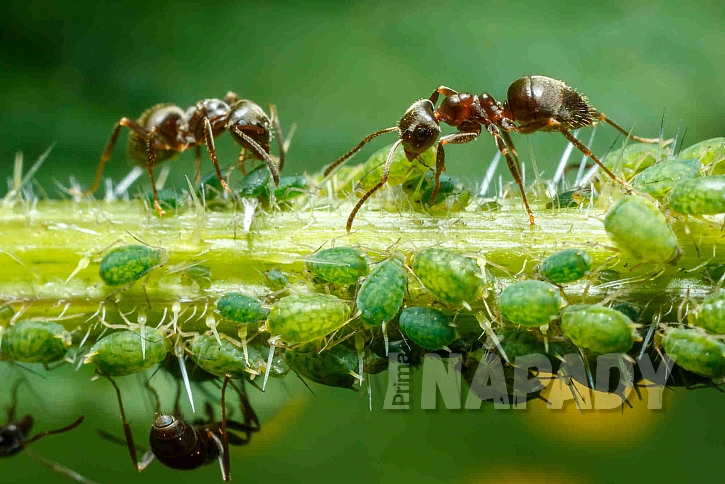 symbióza mravenců a mšic
