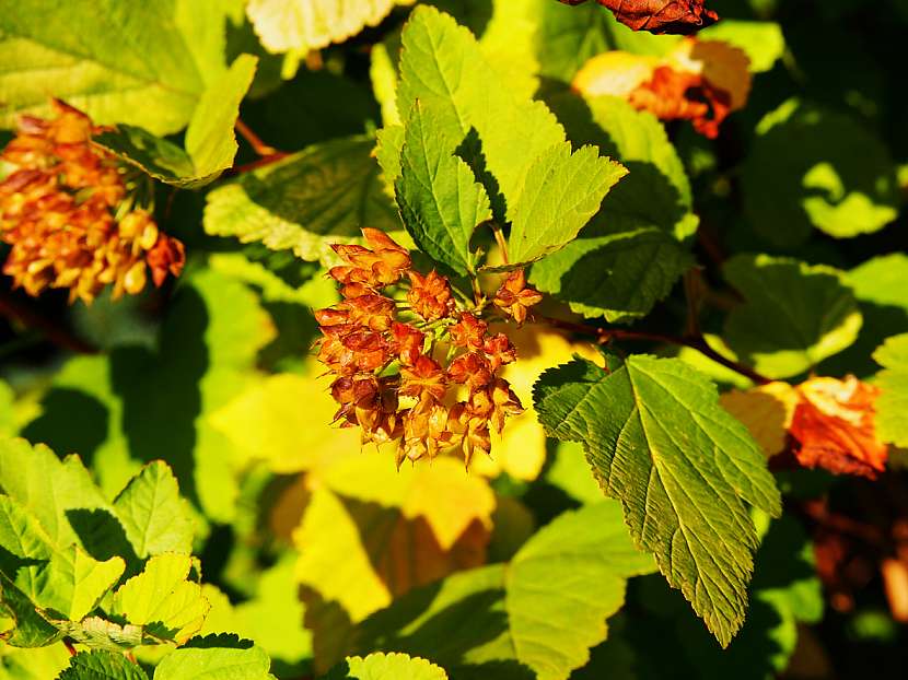 Tavola kalinolistá (Physocarpus opulifolius)