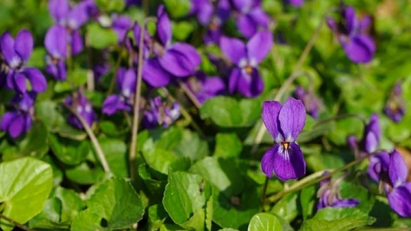 Violka vonná (Viola odorata)